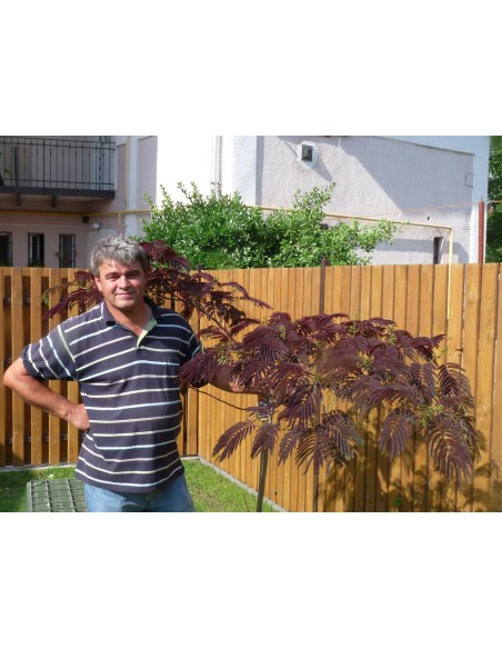 Acacia ''Chocolate'' 1 Arbolito en Venta, acacia de constantinopla, arbol de la seda