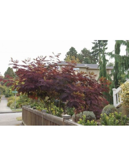 Albizia ''CHOCOLATE'' albizia julibrissin, Persian silk tree - ONLINE STORE - RARE PLANTS FOR SALE