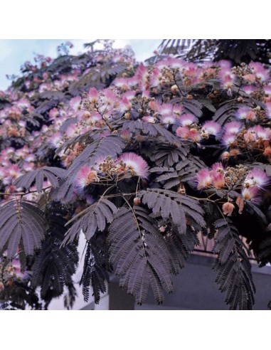 Acacia ''Chocolate'' 1 Arbolito en Venta,...