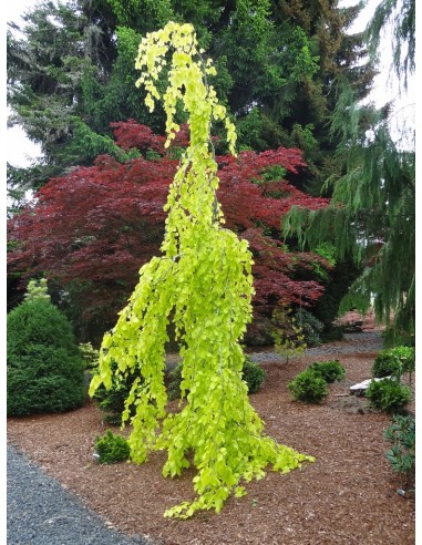 1 Arbolito de Haya europea ''Aurea pendula'' Fagus sylvatica donde Comprar, compra aqui VIVERO ONLINE