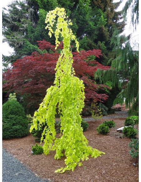Weeping european beech ''Aurea pendula'' (Fagus sylvatica) ON SALE!