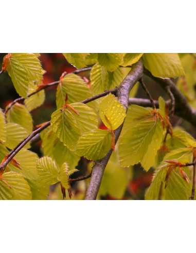 Weeping european beech ''Aurea pendula'' (Fagus...