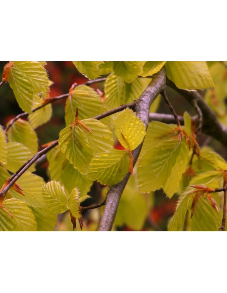 Weeping european beech ''Aurea pendula'' (Fagus sylvatica) ON SALE!