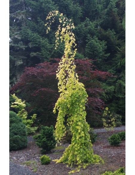 Weeping european beech ''Aurea pendula'' (Fagus sylvatica) ON SALE!