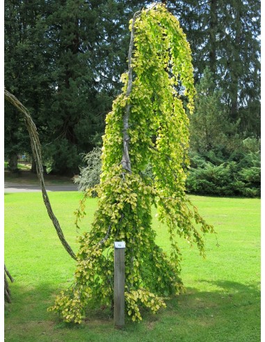 Weeping european beech ''Aurea pendula'' (Fagus...