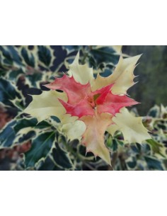 American holly, holly...