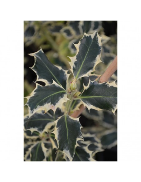 American holly, holly 'Scotch' Ilex aquifolium