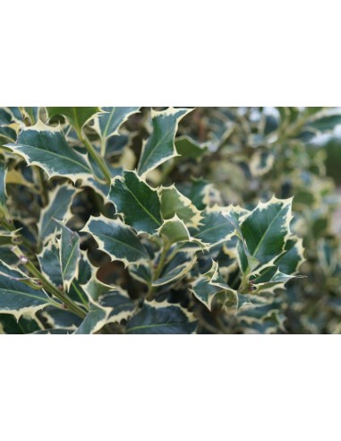 American holly, holly 'Scotch' Ilex aquifolium