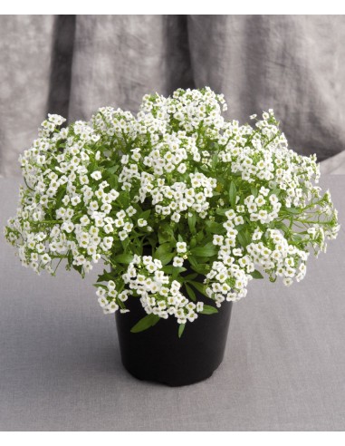 110 Seeds - Lobularia maritima (Alyssum flower) Beautyfull white flowers.