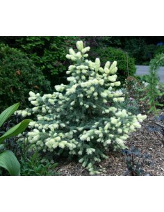 Blue spruce 'Spring blast'...
