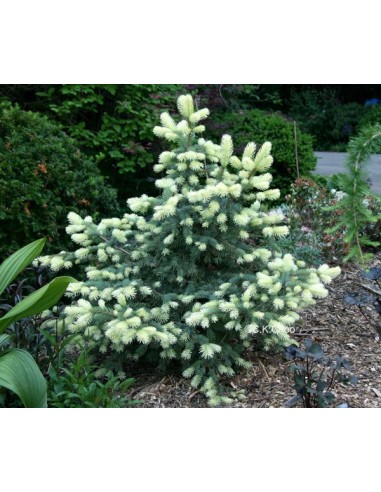 Abeto azul 'Spring blast' (Picea pungens) 1 Arbolito de Picea azul del colorado Venta-compra en Mexico