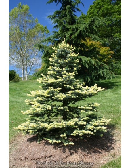 Blue spruce 'Spring blast' (Picea pungens) Colorado blue spruce variegated Live tree for sale in Mexico