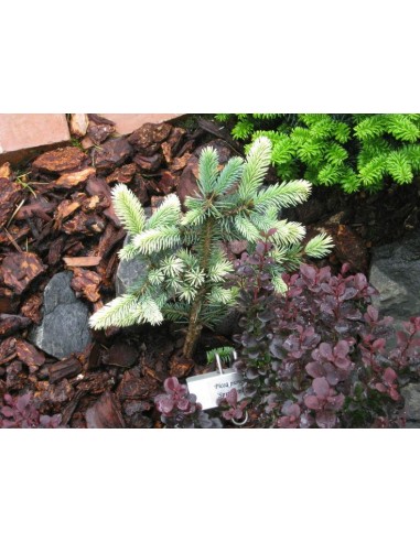 Blue spruce 'Spring blast' (Picea pungens)...