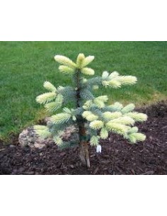 Blue spruce 'Spring blast'... 2