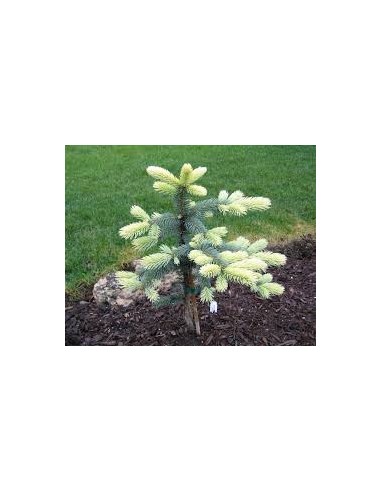 Abeto azul 'Spring blast' (Picea...