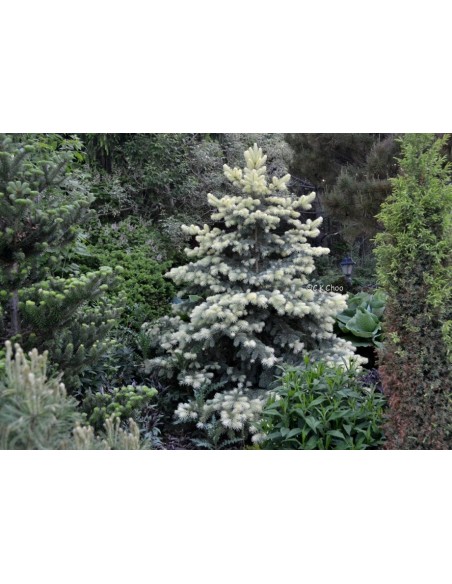 Blue spruce 'Spring blast' (Picea pungens) Colorado blue spruce variegated Live tree for sale in Mexico