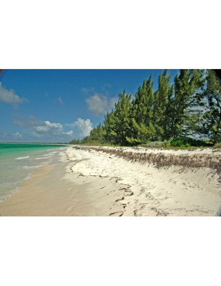 1 Arbolito de Casuarina (Casuarina equisetifolia) Venta en Mexico / Compra aqui Pinos tropicales y mas