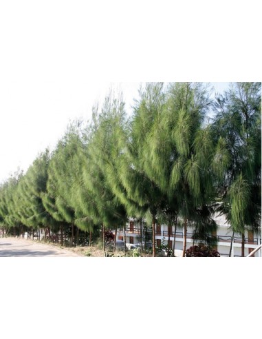 1 Arbolito de Casuarina (Casuarina...