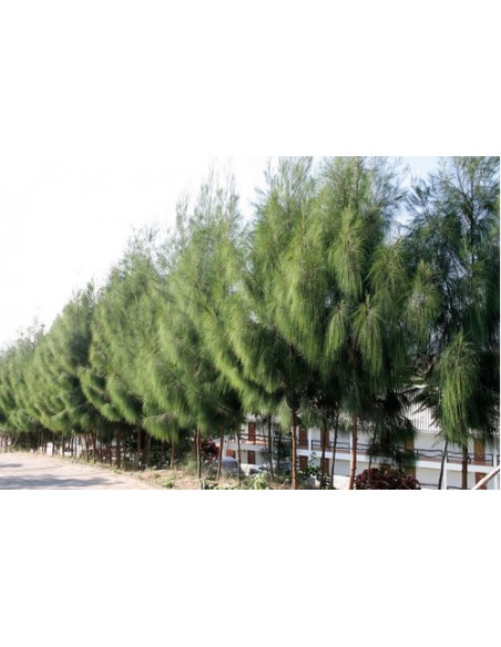 1 Arbolito de Casuarina (Casuarina equisetifolia) Venta en Mexico / Compra aqui Pinos tropicales y mas