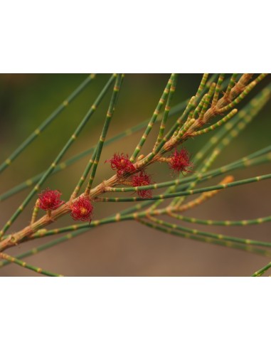 1 Arbolito de Casuarina (Casuarina...
