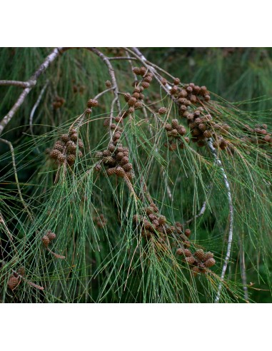 Australian pine tree (Casuarina equisetifolia)...