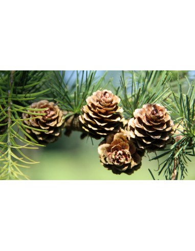 Himalayan cedar (Cedrus deodara) Live tree on SALE! - WE SELL RARE CONIFERS AROUND THE WORLD - TGSC