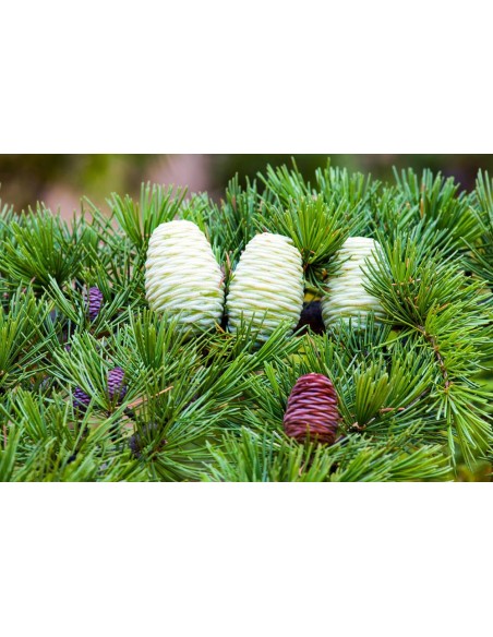 1 Arbol de Cedro del Himalaya (Cedrus deodara) cedro deodar, Venta en Mexico unicos y raros