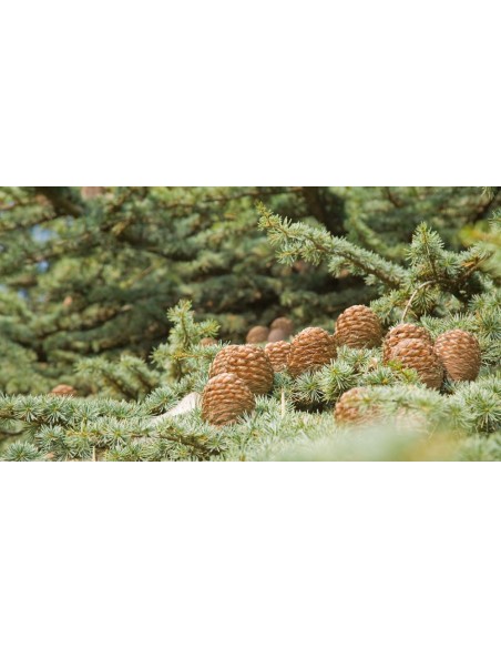 Himalayan cedar (Cedrus deodara) Live tree on SALE! - WE SELL RARE CONIFERS AROUND THE WORLD - TGSC