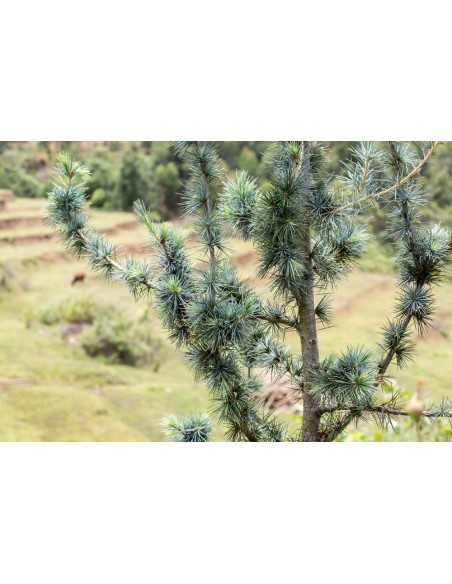 Himalayan cedar (Cedrus deodara) Live tree on SALE! - WE SELL RARE CONIFERS AROUND THE WORLD - TGSC
