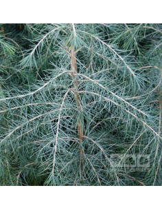 Himalayan cedar (Cedrus... 2
