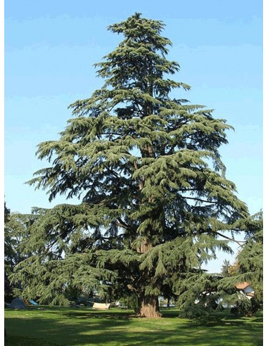 1 Arbol de Cedro del Himalaya (Cedrus deodara)...