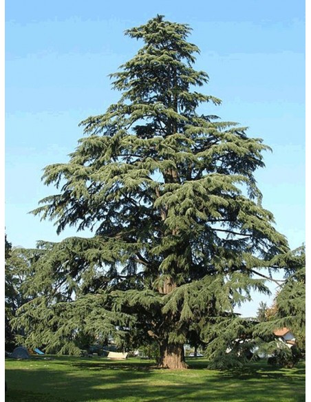 Himalayan cedar (Cedrus deodara) Live tree on SALE! - WE SELL RARE CONIFERS AROUND THE WORLD - TGSC