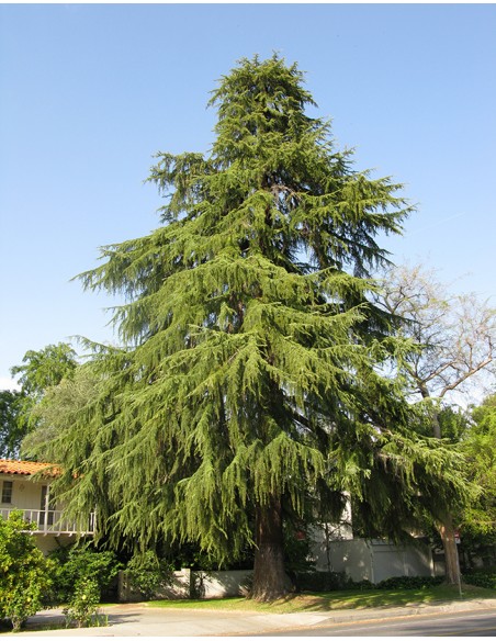 Himalayan cedar (Cedrus deodara) Live tree on SALE! - WE SELL RARE CONIFERS AROUND THE WORLD - TGSC