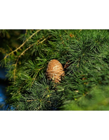 Himalayan cedar (Cedrus deodara) Live tree on...