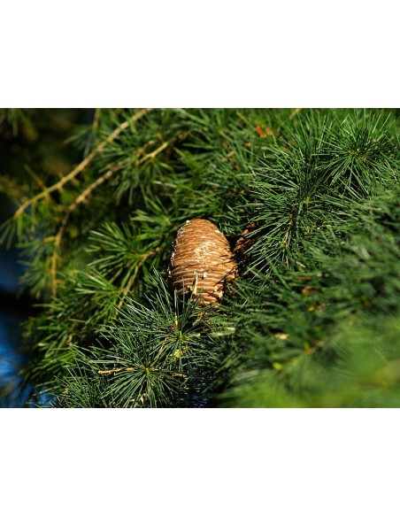 Himalayan cedar (Cedrus deodara) Live tree on SALE! - WE SELL RARE CONIFERS AROUND THE WORLD - TGSC