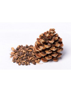 Italian stone pine (Pinus...