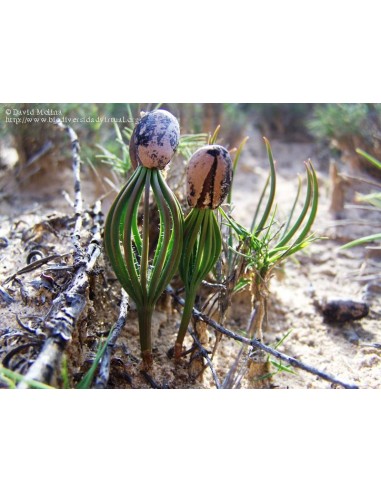 Italian stone pine (Pinus pinea) Online store -...