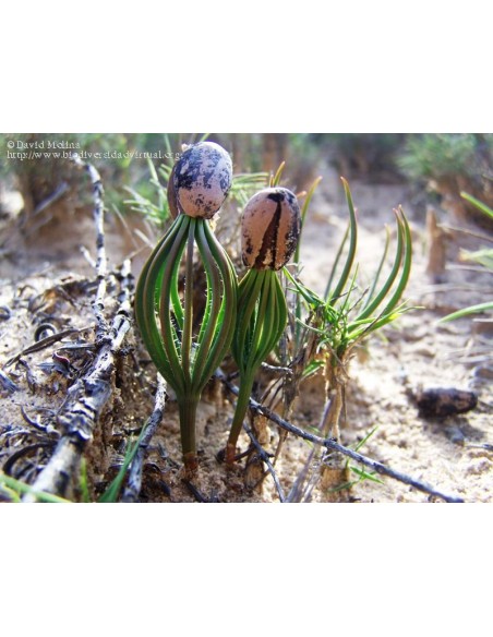1 Arbolito de Pino piñonero europeo (Pinus pinea) Venta en Mexico, comprar arbol de Piñon. Pino manso