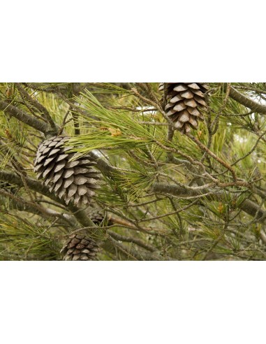 Italian stone pine (Pinus pinea) Online store -...