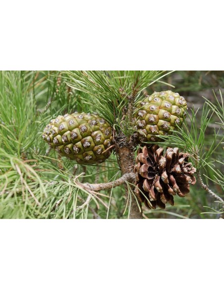 1 Arbolito de Pino piñonero europeo (Pinus pinea) Venta en Mexico, comprar arbol de Piñon. Pino manso
