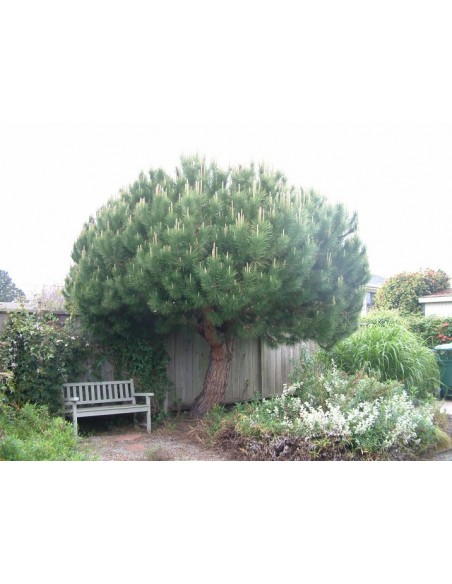 Italian stone pine (Pinus pinea) Online store - online nursery for sale - Live conifers USA