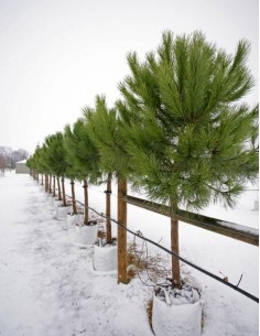 Italian stone pine (Pinus... 2