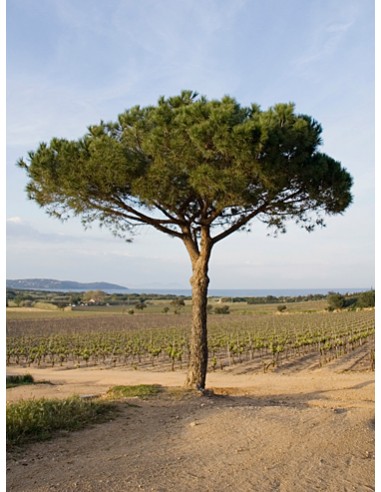 1 Arbolito de Pino piñonero europeo (Pinus...