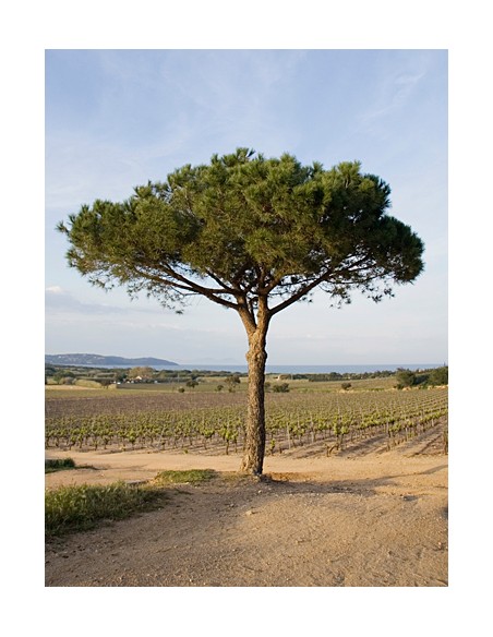 Italian stone pine (Pinus pinea) Online store - online nursery for sale - Live conifers USA