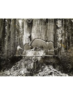 Giant redwood...