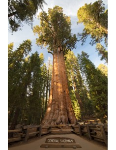 Giant redwood... 2