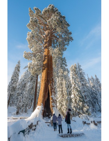 Giant redwood (Sequoiadendron giganteum)...