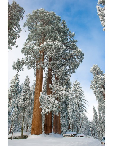 Giant redwood (Sequoiadendron giganteum)...