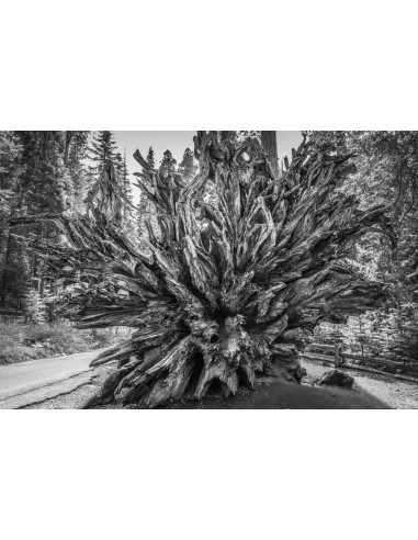 Giant redwood (Sequoiadendron giganteum)...