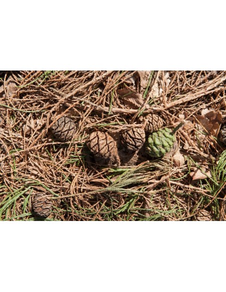 Secuoya gigante 1 Arbolito en Venta (Sequoiadendron giganteum) Compra Secuoia en Mexico Online